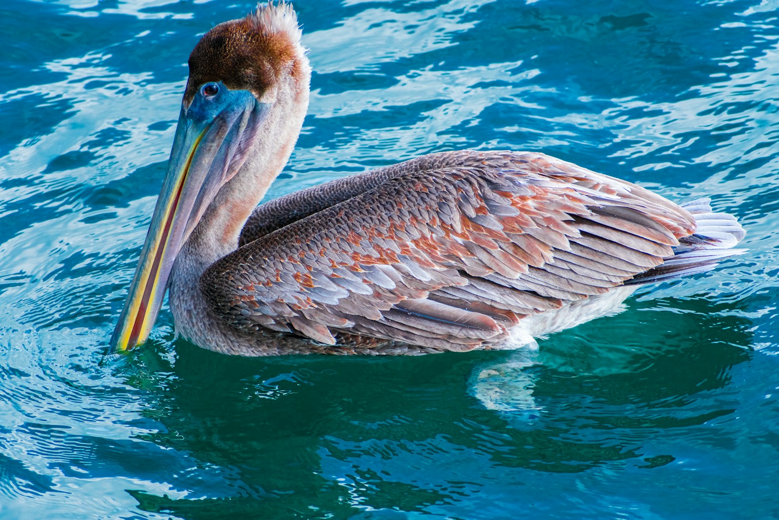 a pelican floating in the water with its wings spread