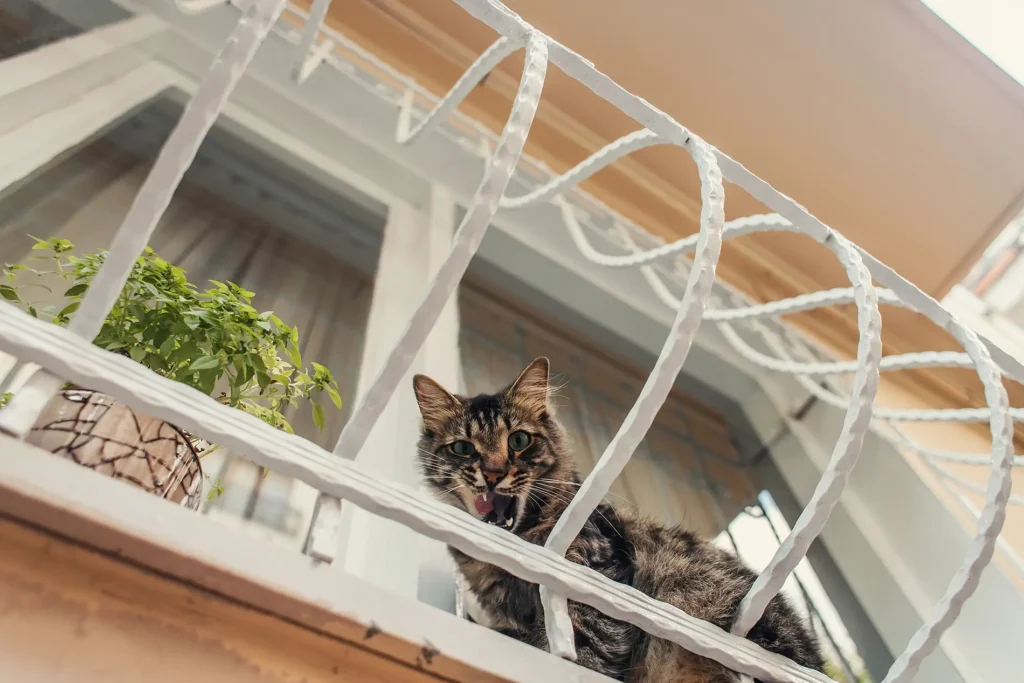 Cat sitting outside a window, looking down at us
